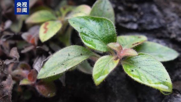 低息配资股票 湖南首次发现！极危植物“红头索”长这样→